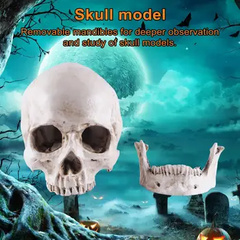 Проучване клас череп реплика за образователна употреба череп модел с подвижни Mandible образователни череп модели за Хелоуин подпори